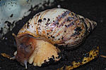 Achatina sp 1