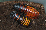 6 Gromphadorrhina portentosa