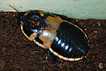 19 Lucihormetica subcincta BCG 96