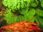 -( Procambarus milleri)