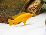 Neolamprologus leleupi
