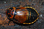 20 Lucihormetica sp Venezuela