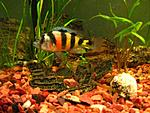   (Haplochromis Zebra obliquidens)