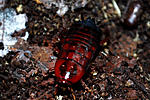 27 African Bullet Roach BG 88