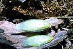 panchlora