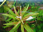 Limnophila aromatica Mini