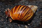 Achatina sp 3