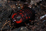 28 African Bullet Roach BG 88