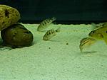 F. rostratus 