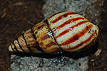Achatina sp 5