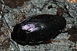 18 Pycnoscelus nigra BG 83
