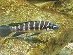 Neolamprologus cylindricus