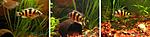 Haplochromis 