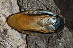 32 Eublaberus sp Brazil