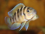 IMG 0249