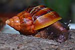 Achatina sp 2