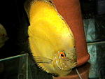 IMGA0365 
Symphysodon aequifasciata "Gold".