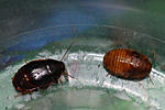 31 Unidentified Blaberidae Kenya