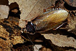 29 Phoetallia pallida BG 42