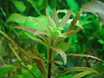 Limnophila aromatica Mini2