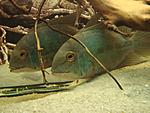 Hoplarchus psittacus