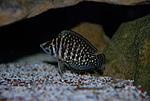 Altolamprologus calvus 'black pectoral'