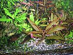 Alternanthera reineckii