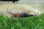 IMG 4612