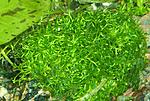 Riccia fluitans