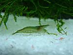 Caridina cf. babaulti "Green"