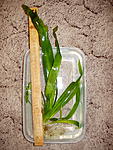   (Vallisneria gigantea)