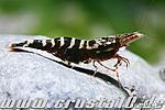 IMG 2026