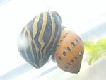 P5140058 resize