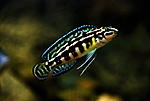 Julidochromis marlieri 'Magara'