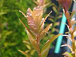 macro rotala