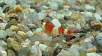 Red Crystal