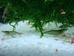 Caridina cf. babaulti "Green"