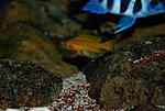Neolamprologus leleupi