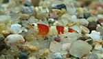 Red Crystal