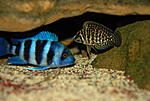 Cyphotilapia frontosa 'blue Zaire Moba'  Altolamprologus calvus 'black pectoral'