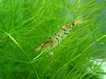 Caridina cf. cantonensis Tiger -Tiger Shrimp