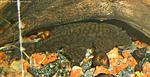 Ancistrus sp. `Madre De Dios` Female