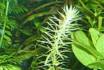 Mayaca fluviatilis