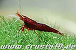 IMG 4675