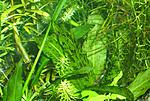 Echinodorus Ozelot Grun
