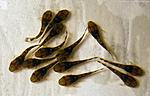Ancistrus sp. `Madre De Dios` 