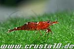IMG 1581