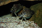 Altolamprologus calvus 'black pectoral'