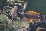 Petrochromis%20famula%20red%20fin%20Kigoma