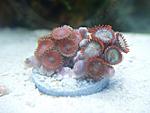 Zoanthus sp